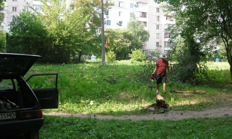 В Одессе неизвестный нагло пилил деревья бензопилой на дрова
