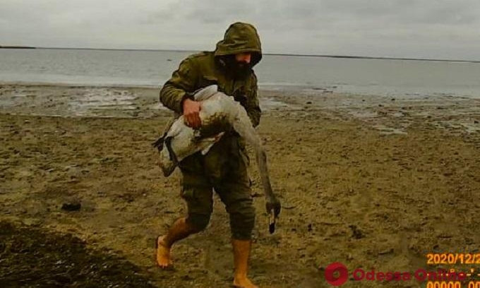 В Одесской области  возле заповедника массово гибнут редкие птицы 