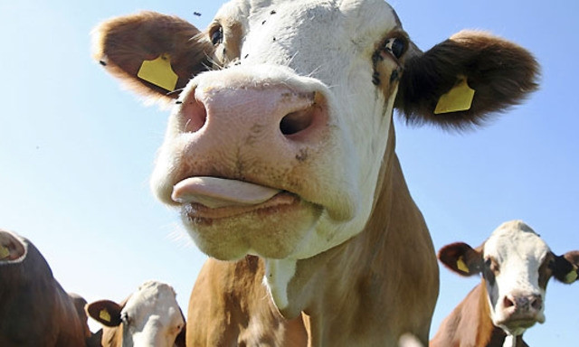 На молочной ферме в Бецилово вспышка бешенства у животных