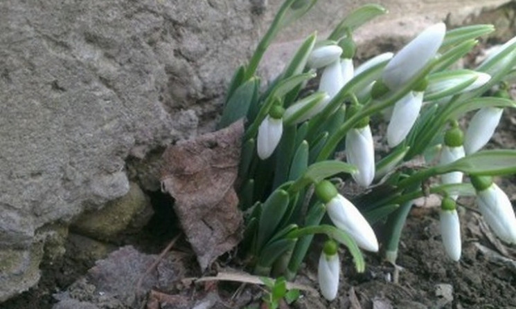 Весна приближается: В Одесской области уже появились первые подснежники