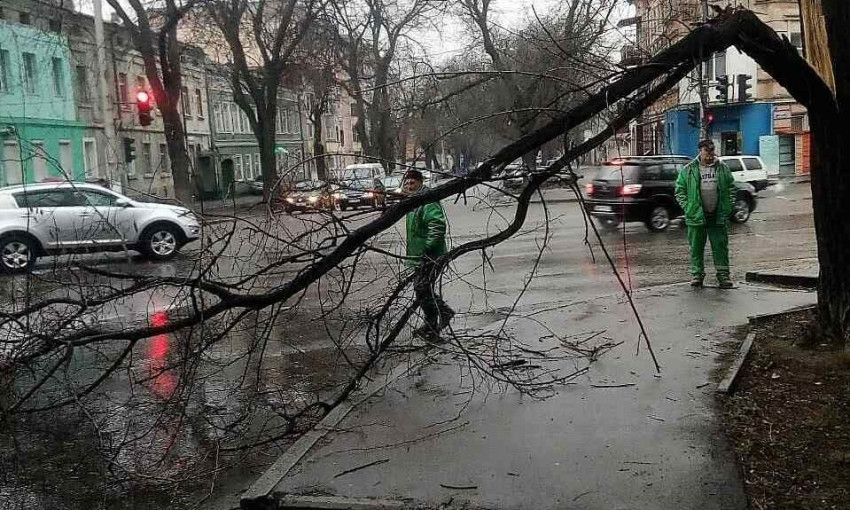 На Молдаванке из-за непогоды упала ветка (ФОТО)