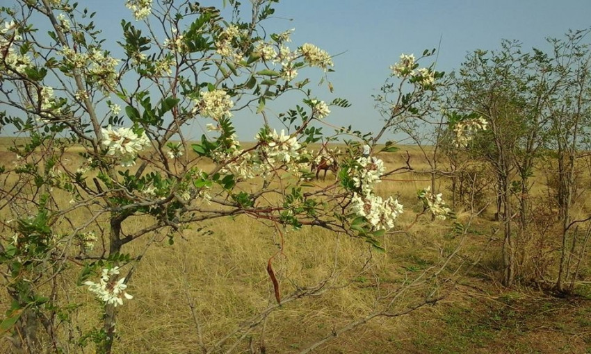 Одесская область продолжает удивлять цветением деревьев