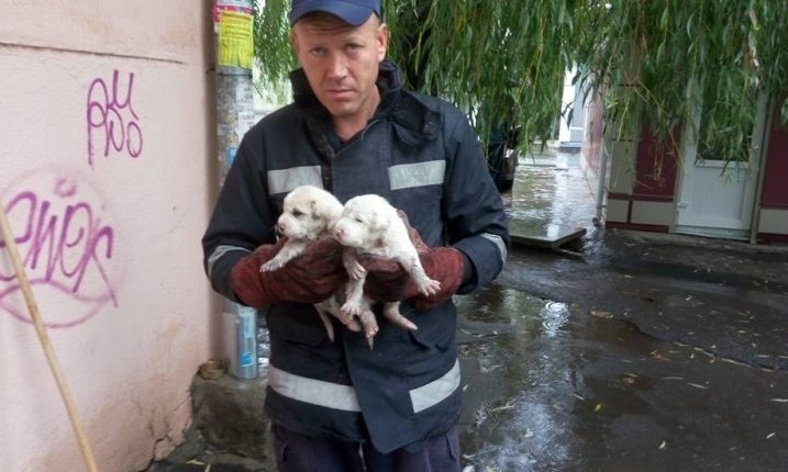 Под Одессой спасатели помогли беспомощным щенкам