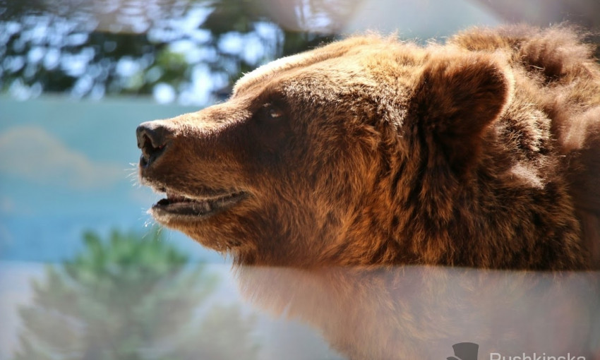 У медведей из одесского зоопарка новый дом (ФОТО)
