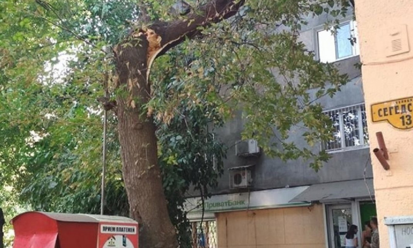 В Одессе на клиентов банка едва не упало сломанное дерево (ФОТО)