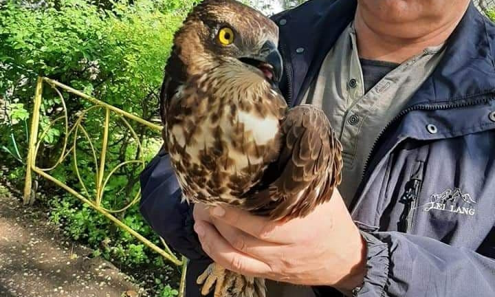 В Одесском зоопарке выхаживают необычную хищную птицу 