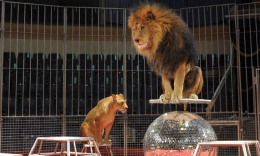 В Одесском цирке больше не будут выступать животные 