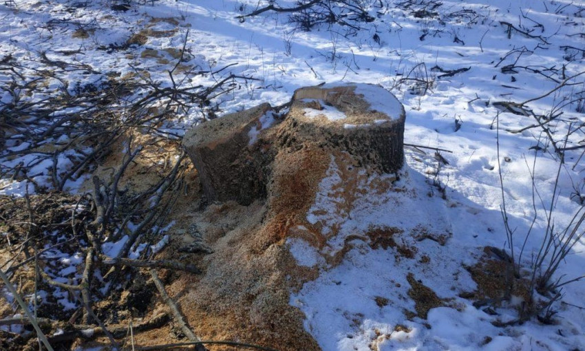 В Одесской области сгорел автомобиль черных лесорубов 