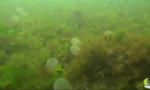 На пляже в Одессе заметили ненастоящих медуз 
