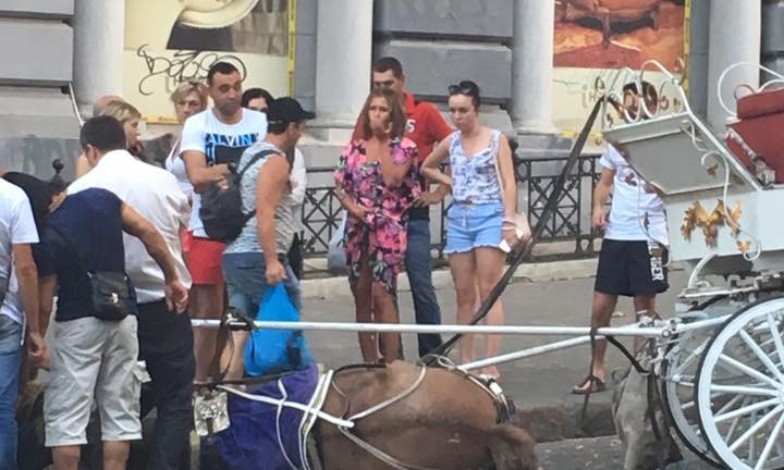 Ради наживы: в знойный день в центре города лошадь упала в обморок