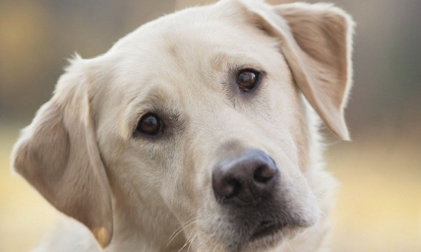 Одесситка пристрелила соседского пса в закрытом дворе (ФОТО, ВИДЕО)