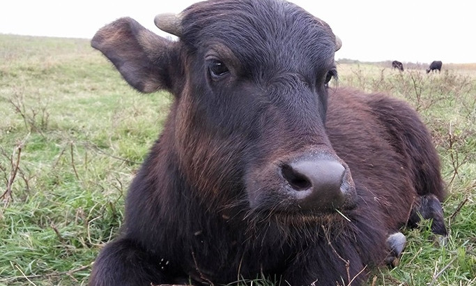 В Одесскую область экологи привезли водяных буйволов