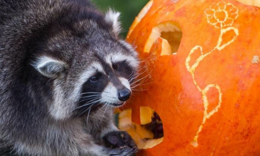 Как будут праздновать Хэллоуин в Одесском зоопарке