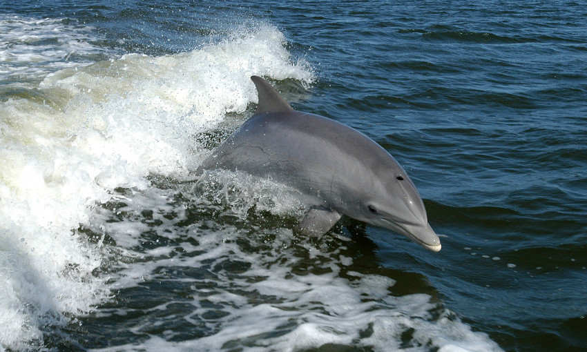 Под прикрытием кораблей НАТО: дельфины в Одесском заливе