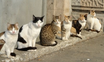 В Одессе начнётся акция по бесплатной стерилизации уличных котов