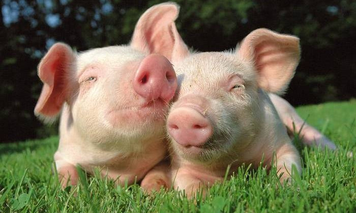 Африканская чума свиней: владельцам животных возместят убытки
