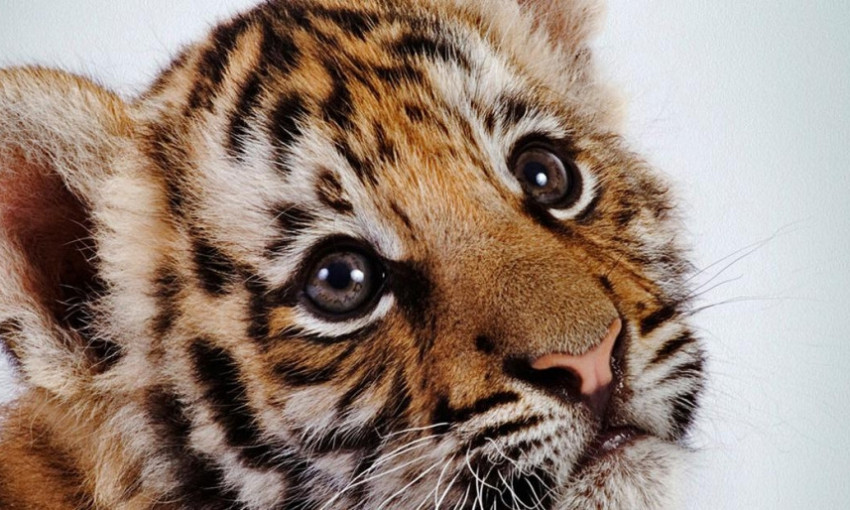 В одесском биопарке издеваются над маленьким тигрёнком (ВИДЕО)