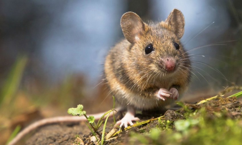 "Мыши съели" вещественное доказательство 