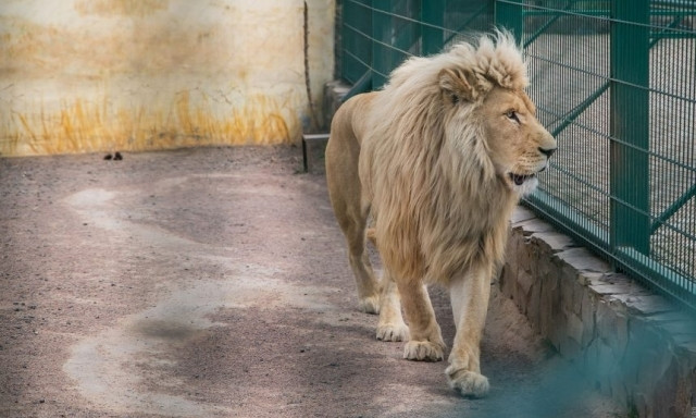 В Одесском биопарке нетрезвый посетитель забрался в вольер со львами 