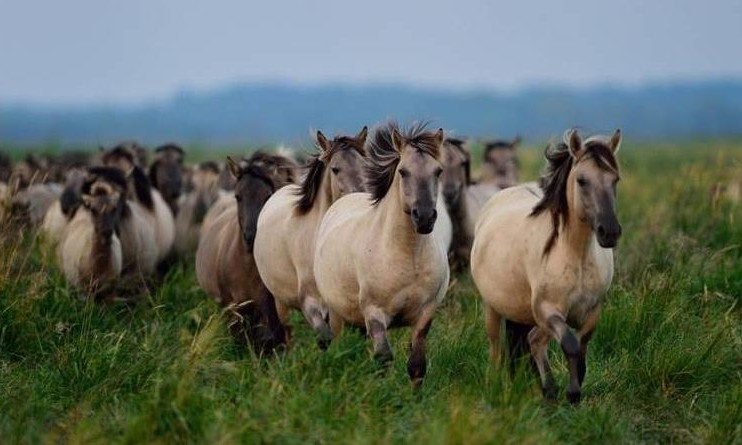 В Ренийский район завезли диких лошадей из Латвии