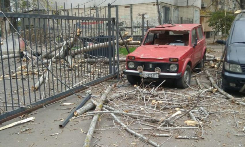 В Одессе ветер "уронил" дерево на машину 