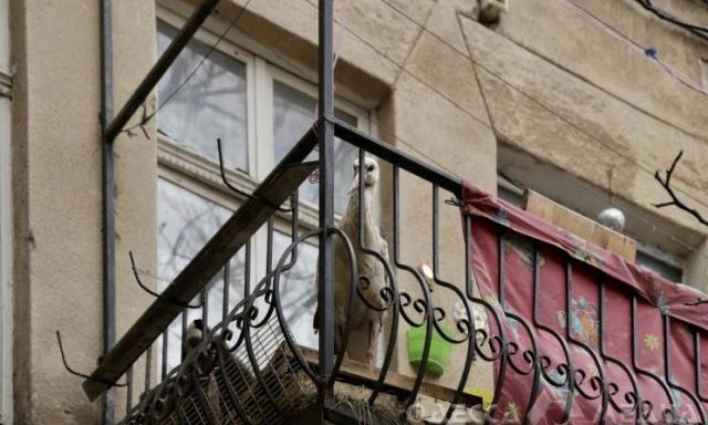 В историческом центре Одессы на балконе живет аист