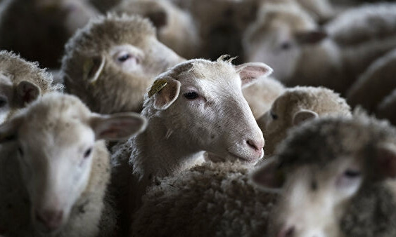 В Одесской области в ДТП пострадала отара овец (видео)