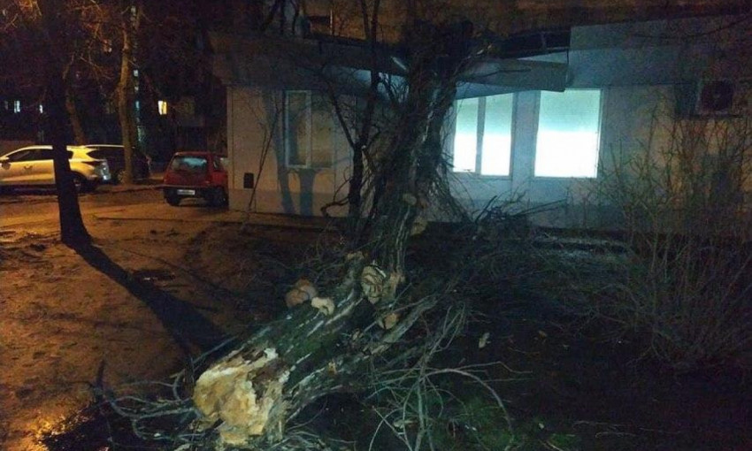 В Одессе разгуливается стихия – начали падать деревья