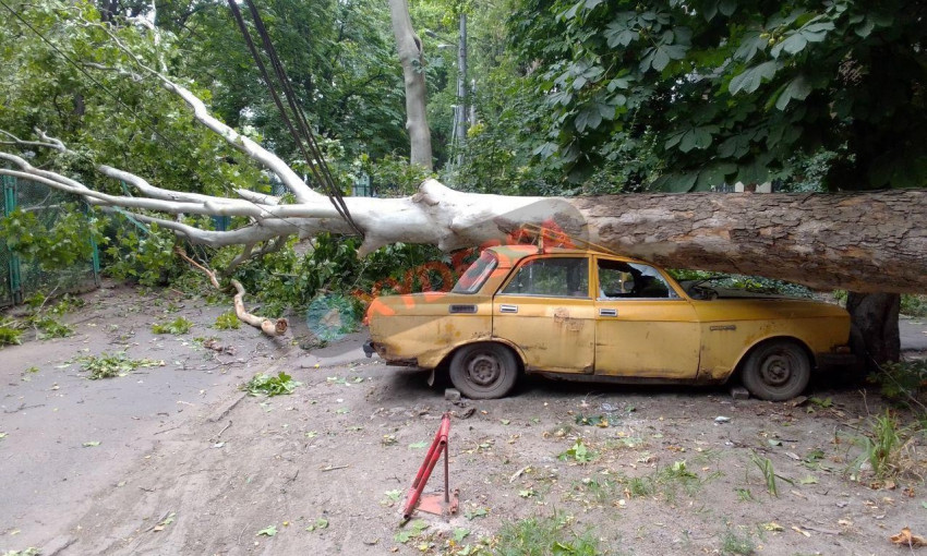 В Одессе дерево разбило автомобиль