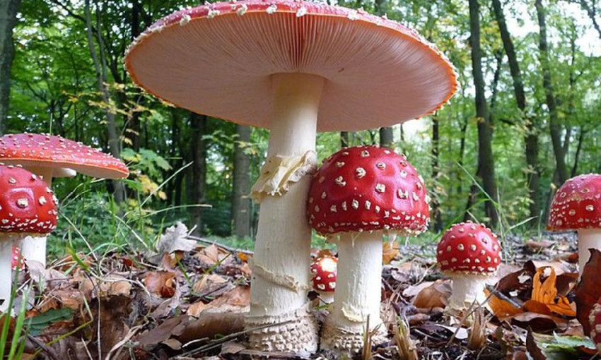В Одесской области семья отравилась грибами 