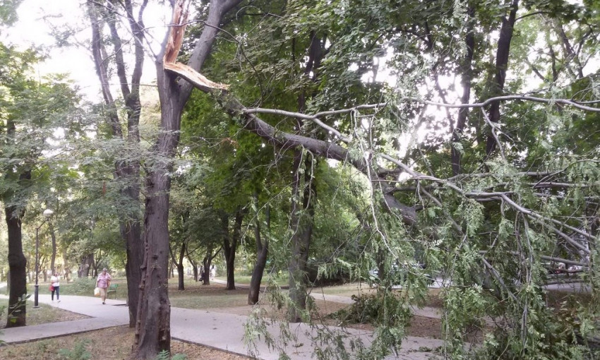 В Одессе продолжают падать деревья (ФОТО)