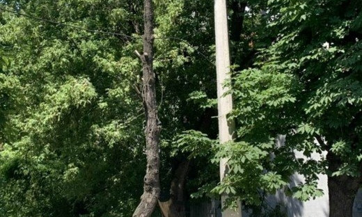 В Семинарском переулке снесли три аварийных дерева