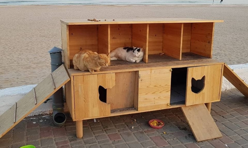 Создатель дома для котиков в Одессе рассказал об изменениях за три месяца