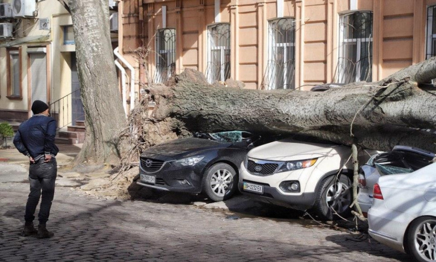 В сеть попало видео падения дерева на автомобили 