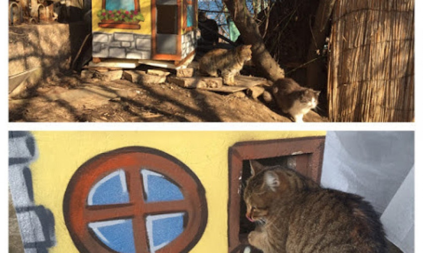 В Одессе установят будки для бездомных животных