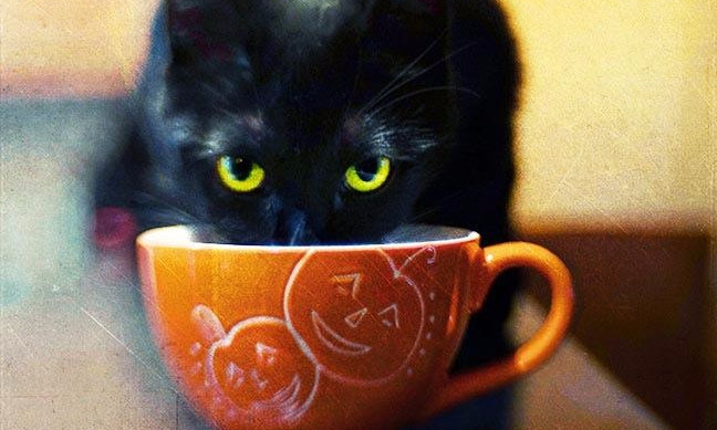 Одесситке продали кофе со вкусом кошачьего корма (фото)