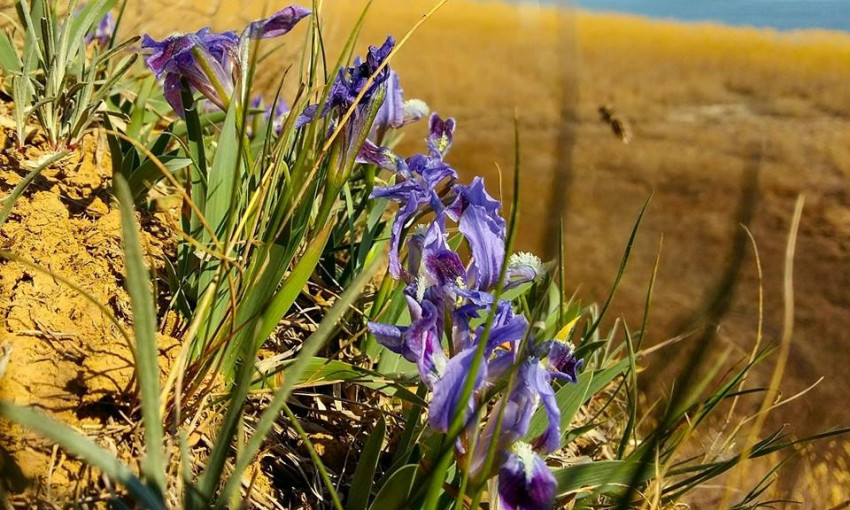 Необычно раннее цветение ирисов замечено в Тузловских лиманах