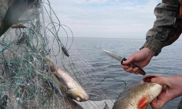 В Одесской области браконьеры выловили 170 килограммов рыбы