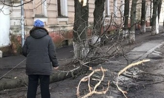 В Одессе на Семинарской рухнула огромная ветка