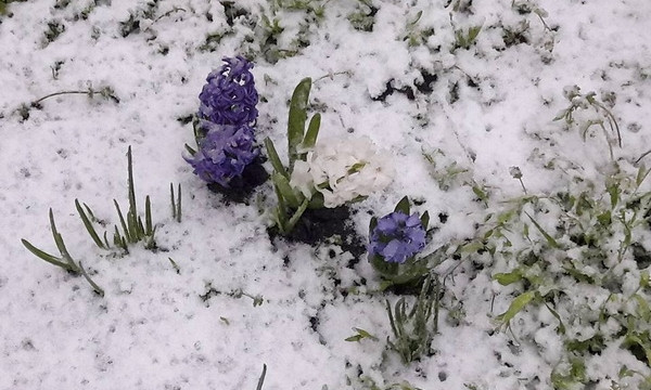 Одессу накрыл апрельский снег - цветы со снегом