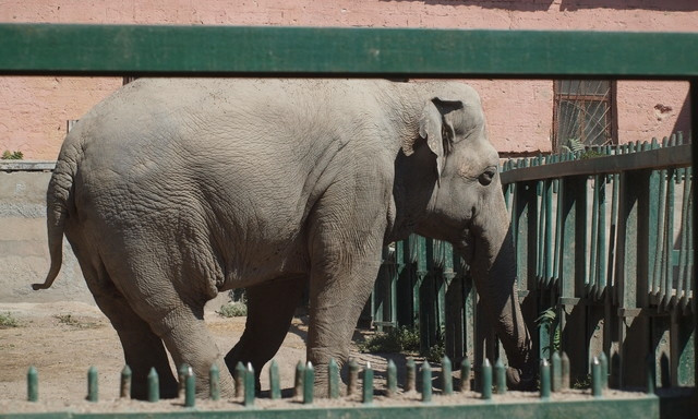 В одесском зоопарке хотят создать новые условия для слонов и завести жирафов