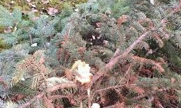 Вандалы вырубили две елки в парке Шевченко 