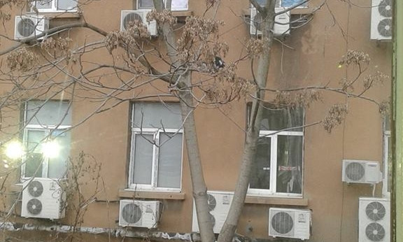В Одессе больше суток на дереве сидит кошка (ФОТО)
