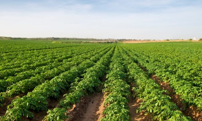 Одесские фермеры могут собирать на 50-60% больше урожая