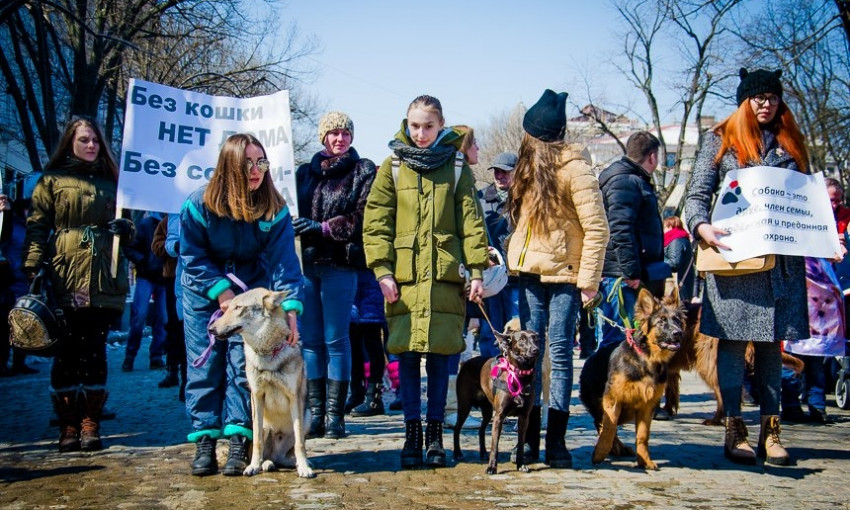 Осенью в Одессе во второй раз пройдёт Марш спасённых собак