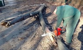 В Одессе приключился деревопад 
