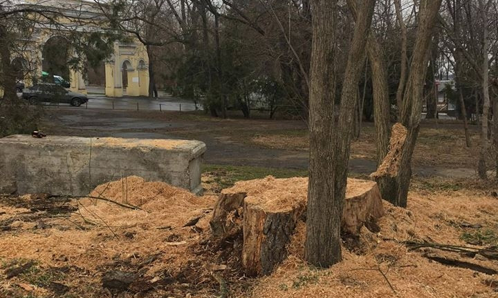 В парке Шевченко  появились таинственные лесорубы, неизвестные незаконно срубают деревья