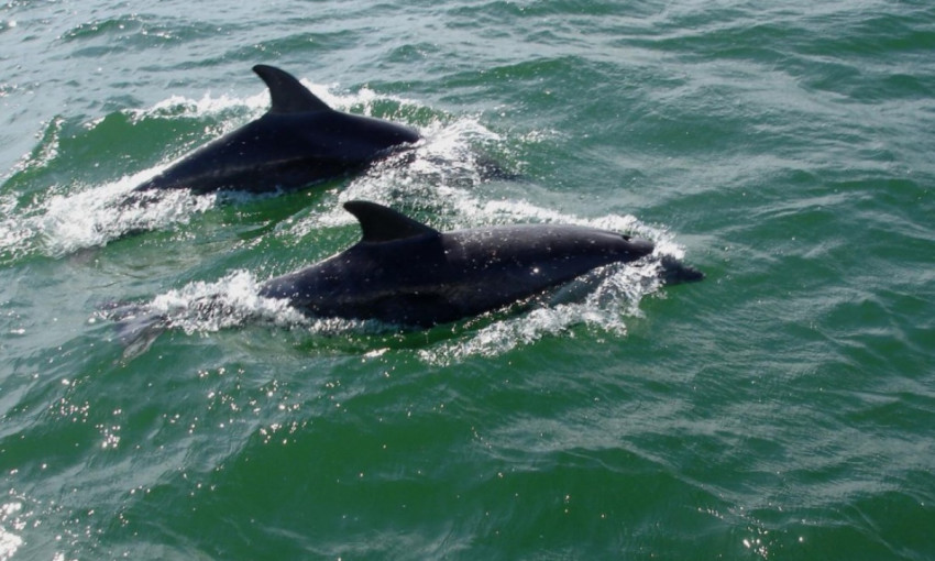 В Одесском порту видели дельфинов 