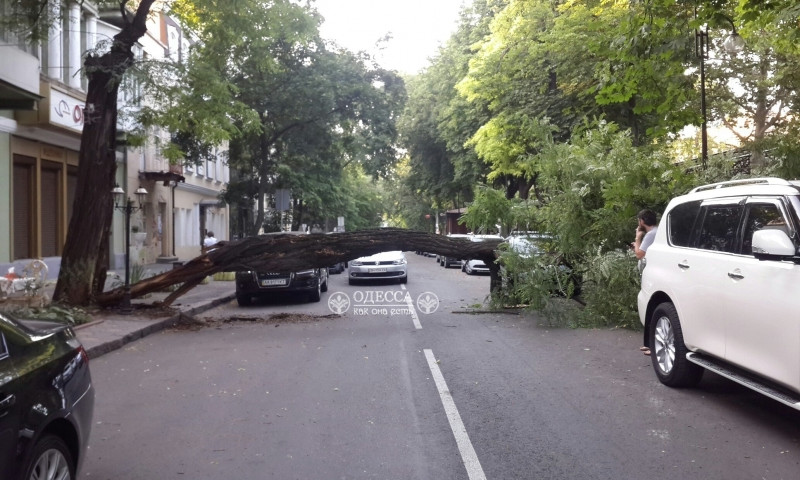 На Александровском проспекте упавшее дерево перекрыло проезжую часть