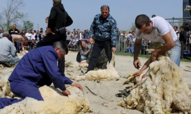В Одесской области состоялись соревнования по скоростной ручной стрижке овец